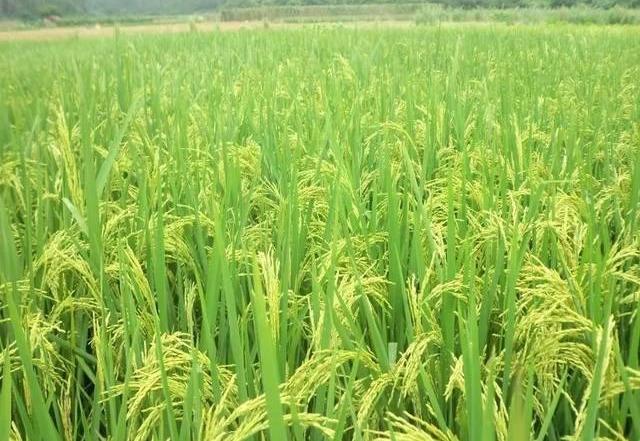 水稻灌浆期图片