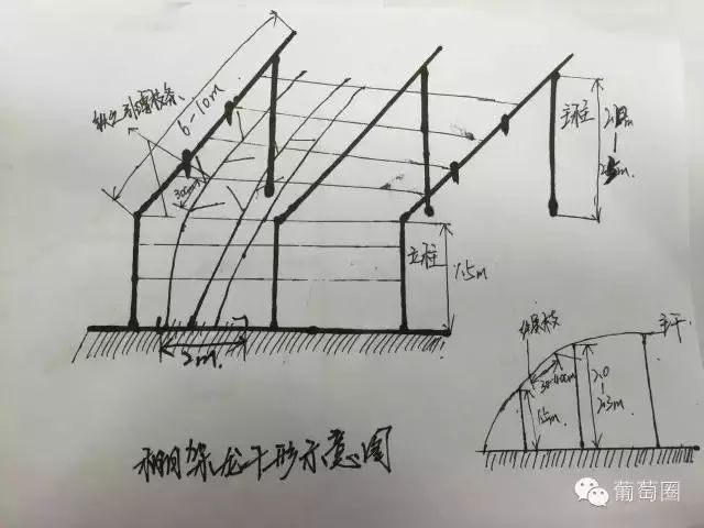 葡萄葡萄各种架型介绍手绘版