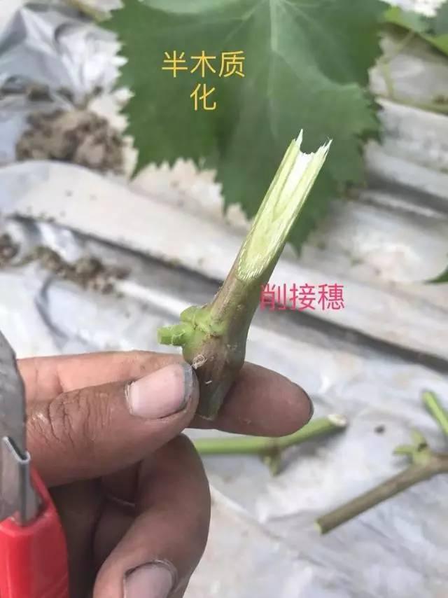 葡萄妙招图解葡萄嫁接技术这么做不伤葡萄不伤枝