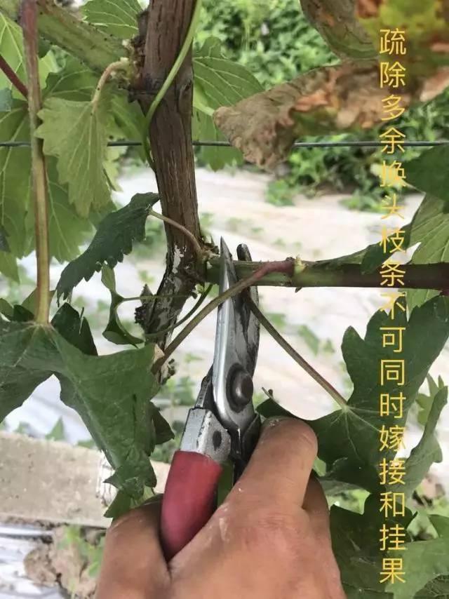 葡萄妙招图解葡萄嫁接技术这么做不伤葡萄不伤枝