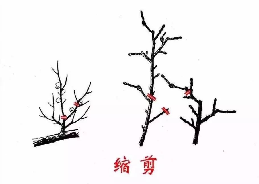 来谈谈果树修剪中的截,疏,放手法!