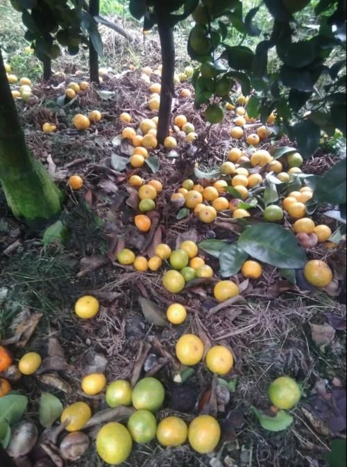 【柑橘】柑橘中期落果,到嘴的"鸭子"都要飞了怎么办?