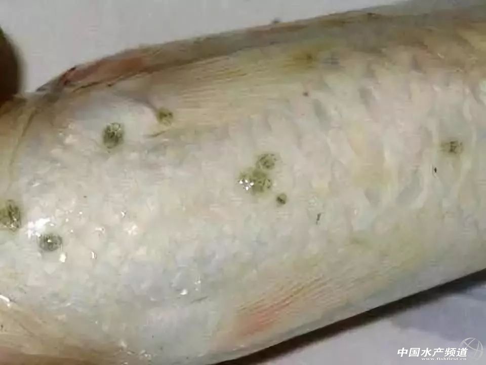 鱼身上白色条状寄生虫图片