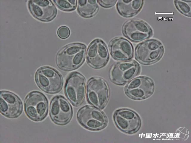 水产必备鱼类常见寄生虫大汇总一大波高清图谱奉上