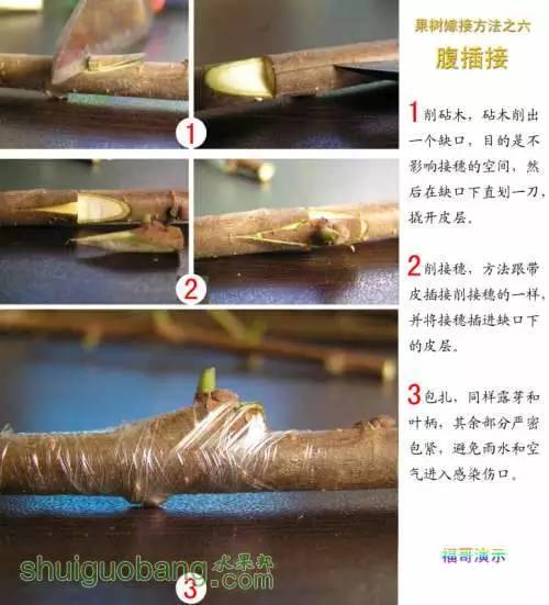 12种果树嫁接法演示图