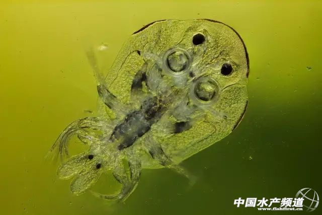 水产必备鱼类常见寄生虫大汇总一大波高清图谱奉上