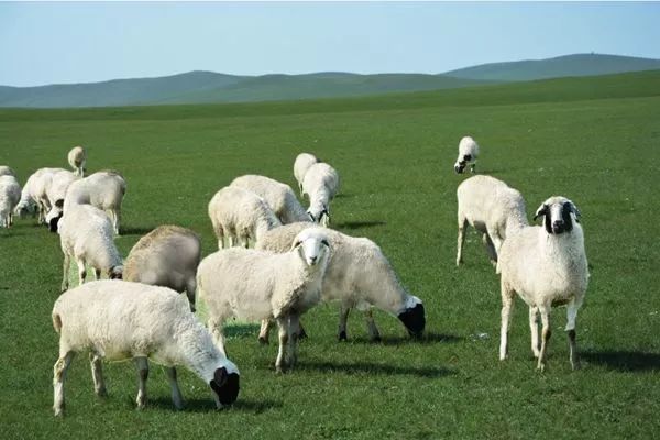 宁夏盐池滩羊价格大幅上涨