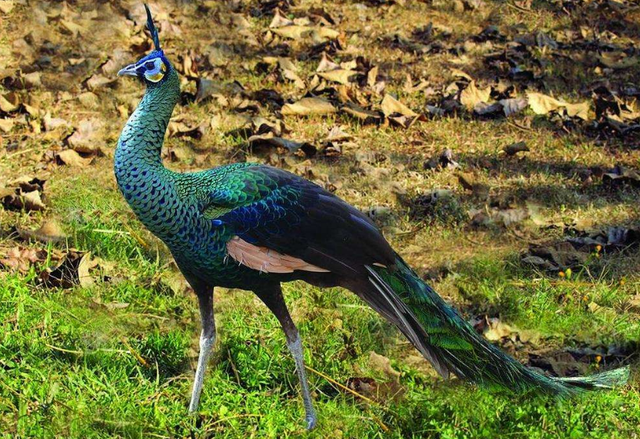 继小龙虾泛滥成灾后日本孔雀成堆无奈只好送上餐桌