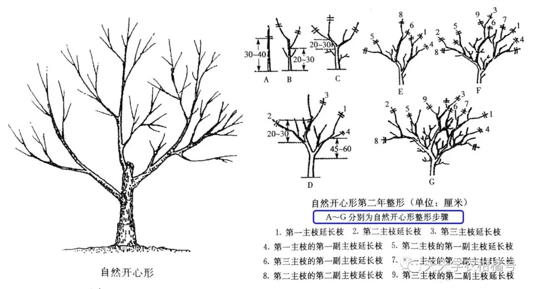 多主枝放射形干高20～30厘米,无中心主干.