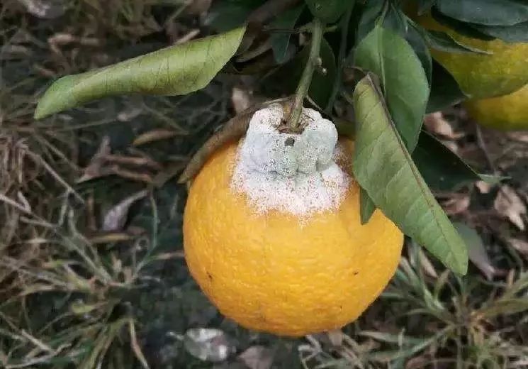 @种柑人,柑橘采果有讲究,采前采后"6大注意"!_云上垄上