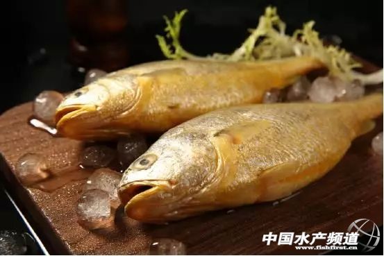 央视为大黄鱼广告院士却说它快要灭绝了鱼价要涨吗