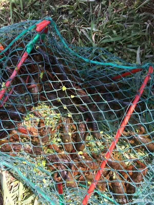 下地笼捕捞小龙虾的时候到底要不要在里面放饵料有什么根据