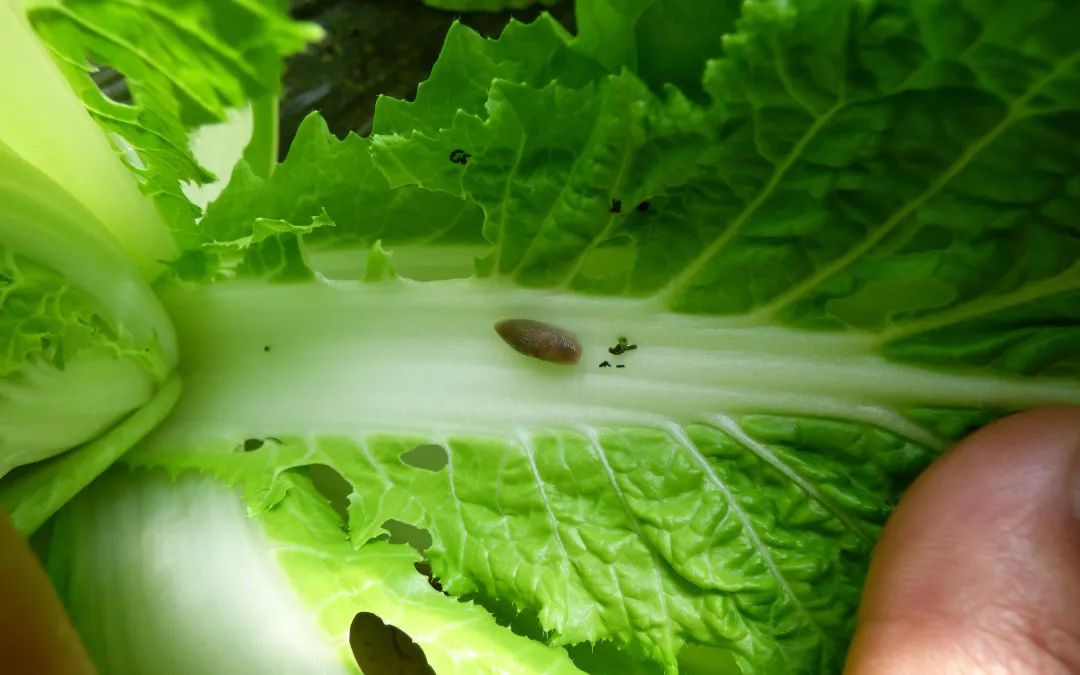 一晚上就把菜吃的东倒西歪原来是这个虫子搞的鬼