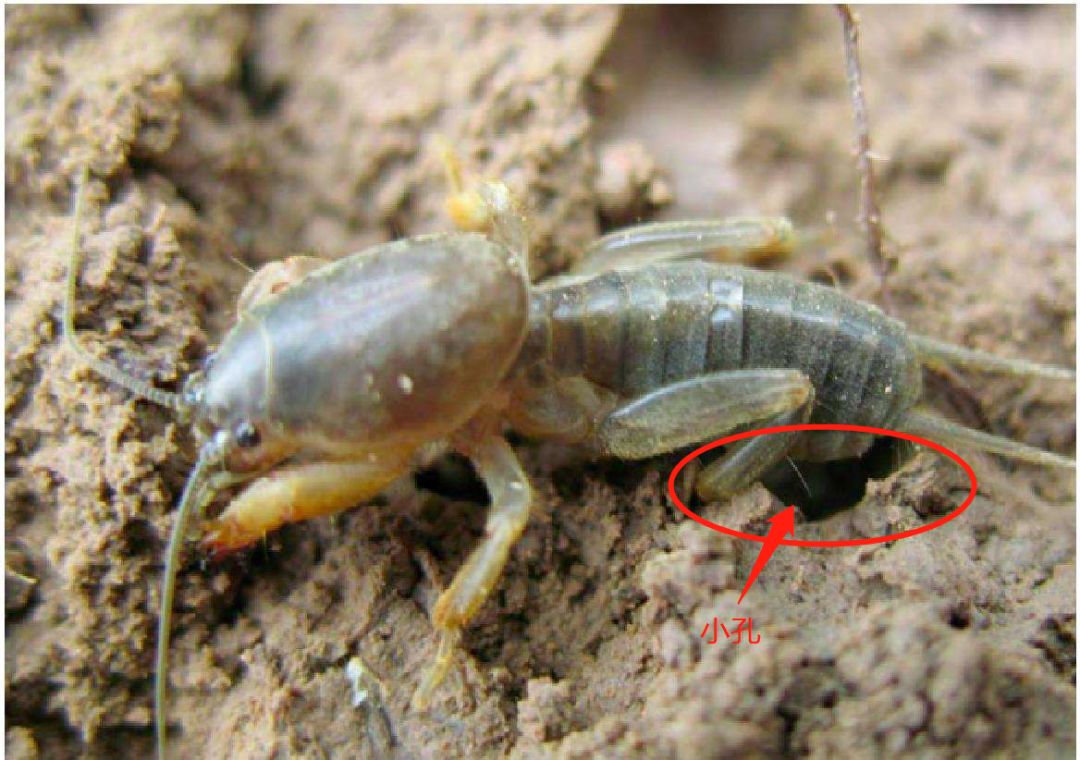 危害症状蝼蛄是最活跃的地下害虫,成虫和幼虫的危害都比较严重,喜欢咬