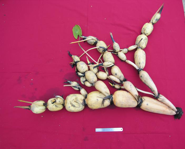 权威发布新冠肺炎疫情下水生蔬菜管理技术要点莲与藕