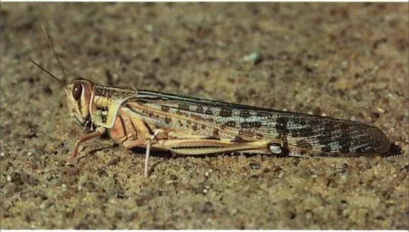 严防生物入侵我国海关首次截获活体沙漠蝗