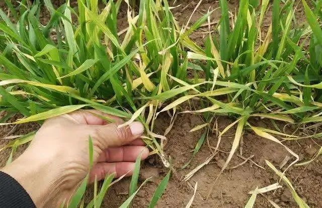 除草剂药害频发,快看看你的地有没有中招