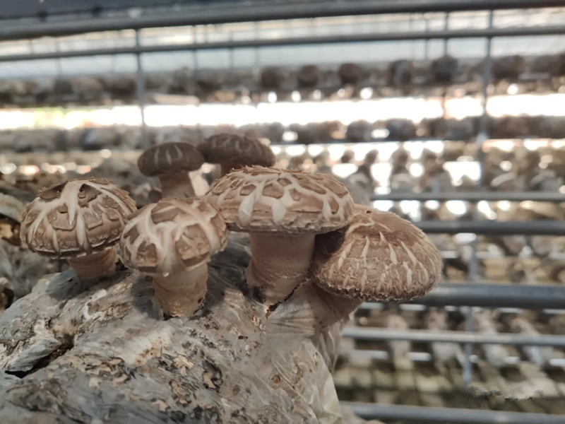 值得关注适合周年栽培的几种香菇新品种