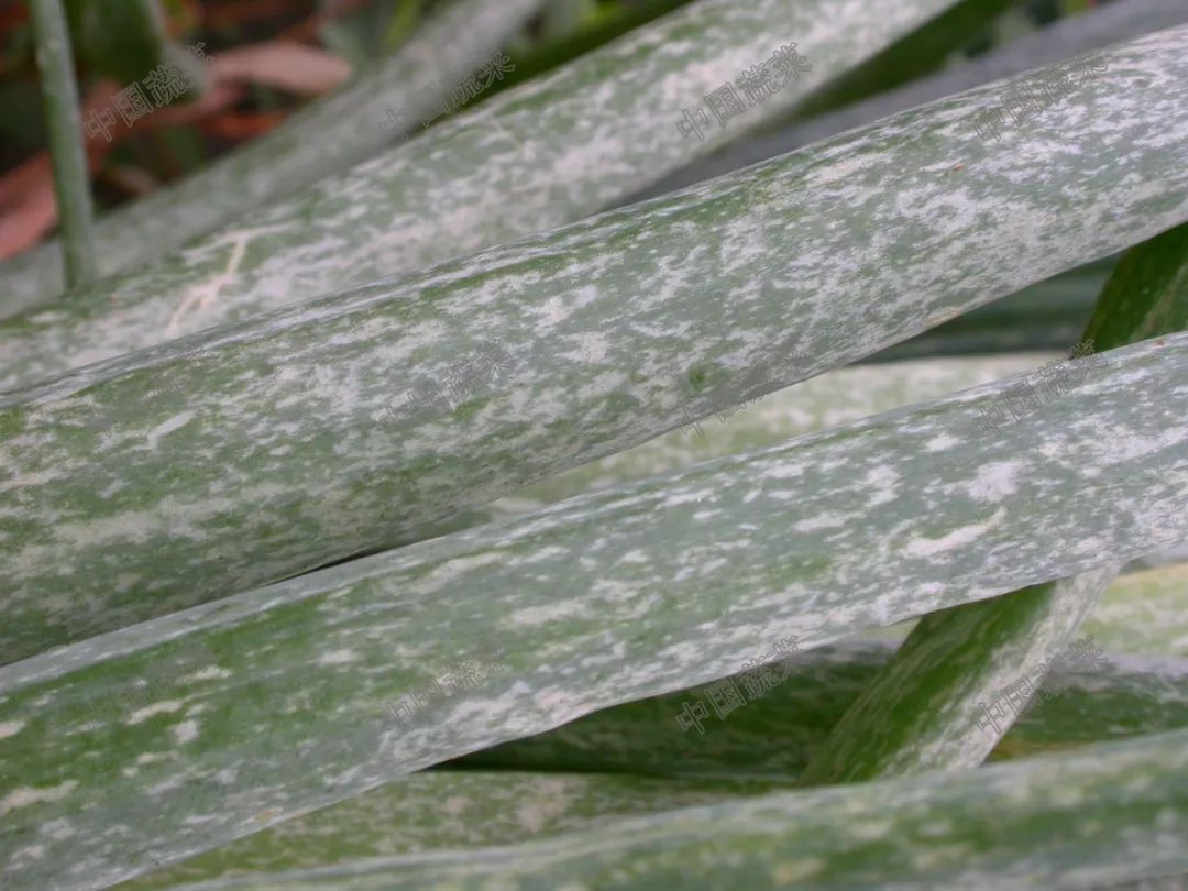 烟蓟马(也叫葱蓟马)主要危害葱,洋葱,大蒜,韭菜等蔬菜.