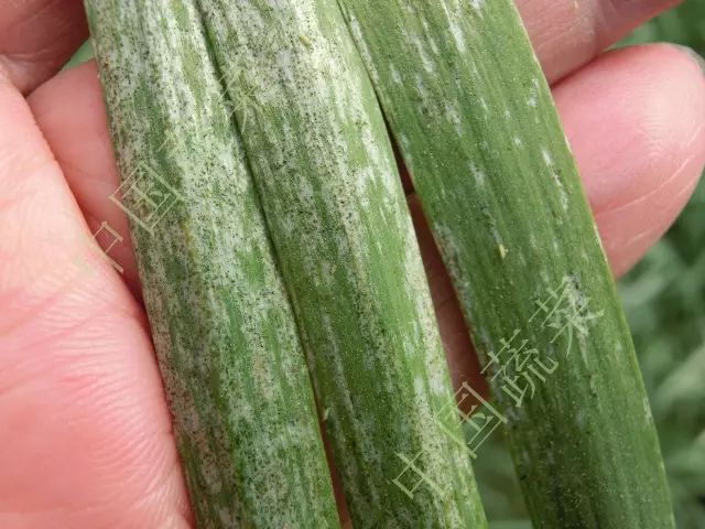 2,葱蓟马:其中西瓜蓟马3个为害高峰期:即5月下旬至6月中旬,7月中旬至8