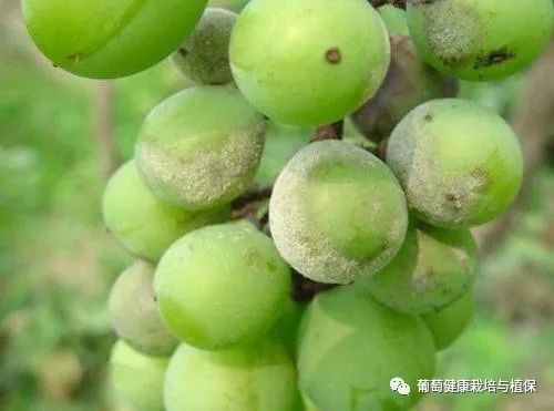 干旱型病害,果实硬核期前后进入发病高峰,严重时,造成僵果,裂果,失去