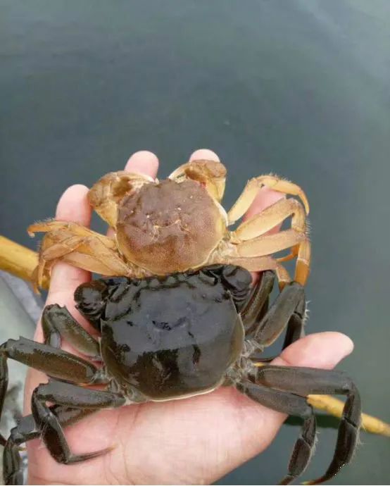 秋季慎防河蟹死亡