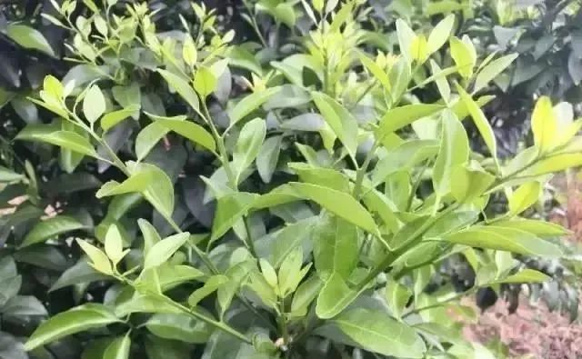 柑橘全年都会长新梢哪季梢好如何分辨结果母枝和营养枝梢