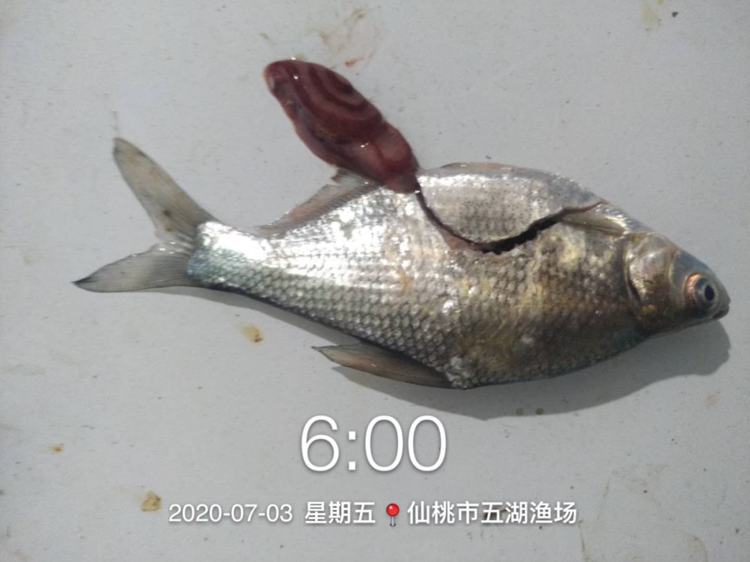 成功处理鳊鱼急性肠炎一例