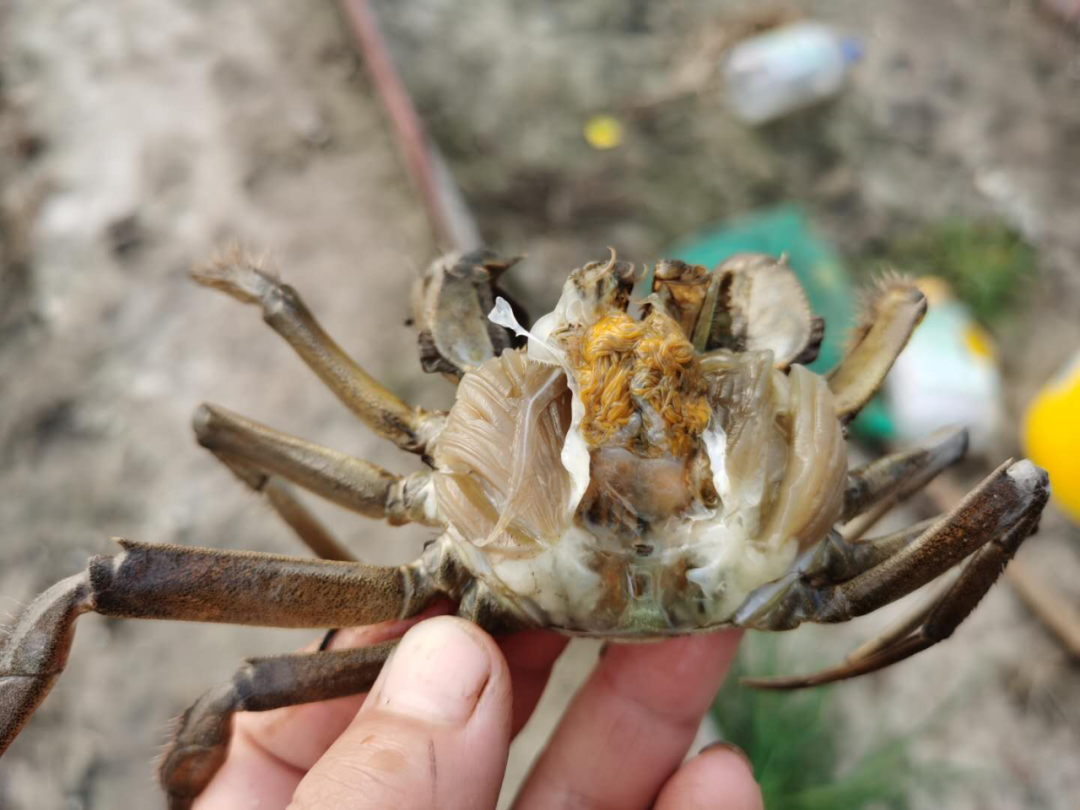 针对性处理螃蟹上梗伤亡现象