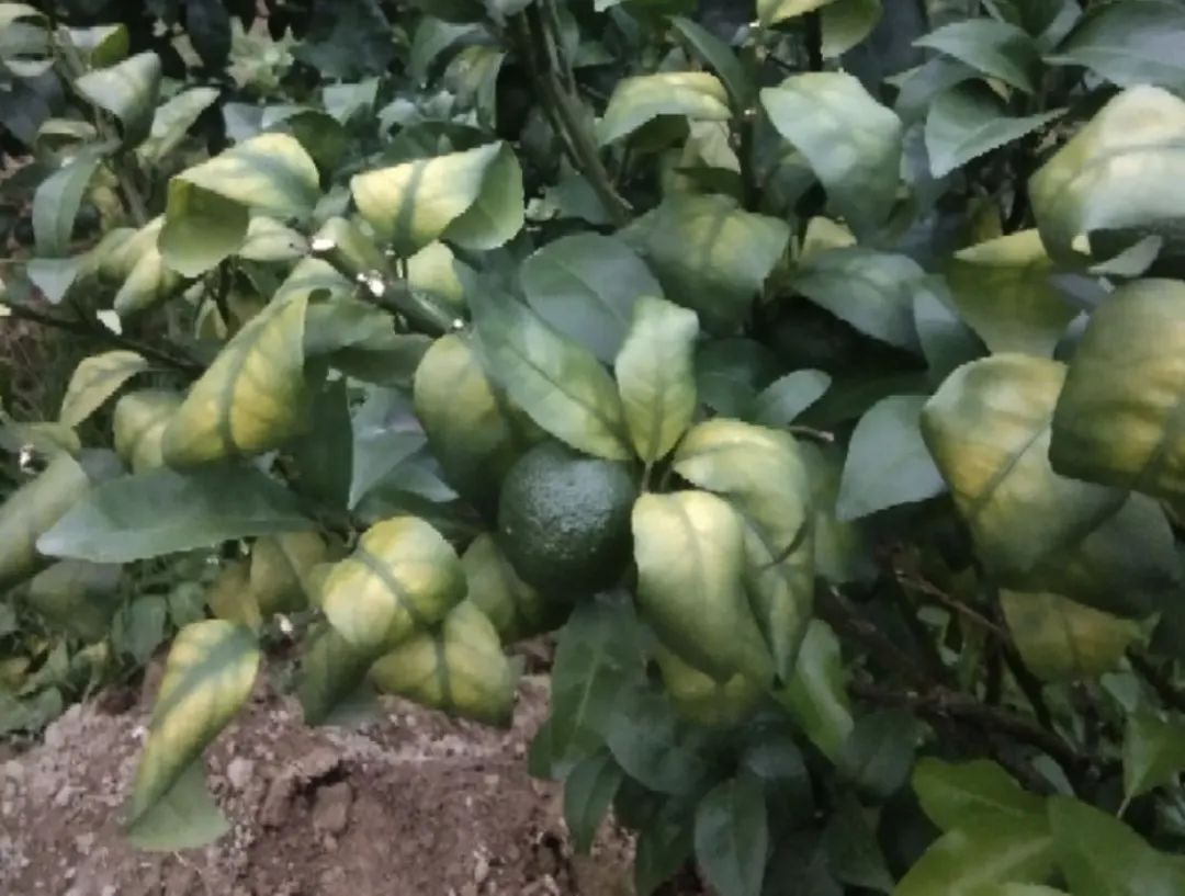 不出梢,果小,疫病来得早?柑橘近期问题解析