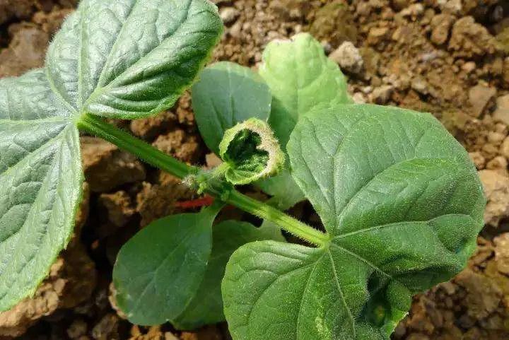 如何解决黄瓜缺钙大难题黄瓜补钙要注意时机