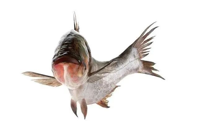 同鱼不同水养出来的品质不一样养鱼老手良心总结常见水华种类及其识别