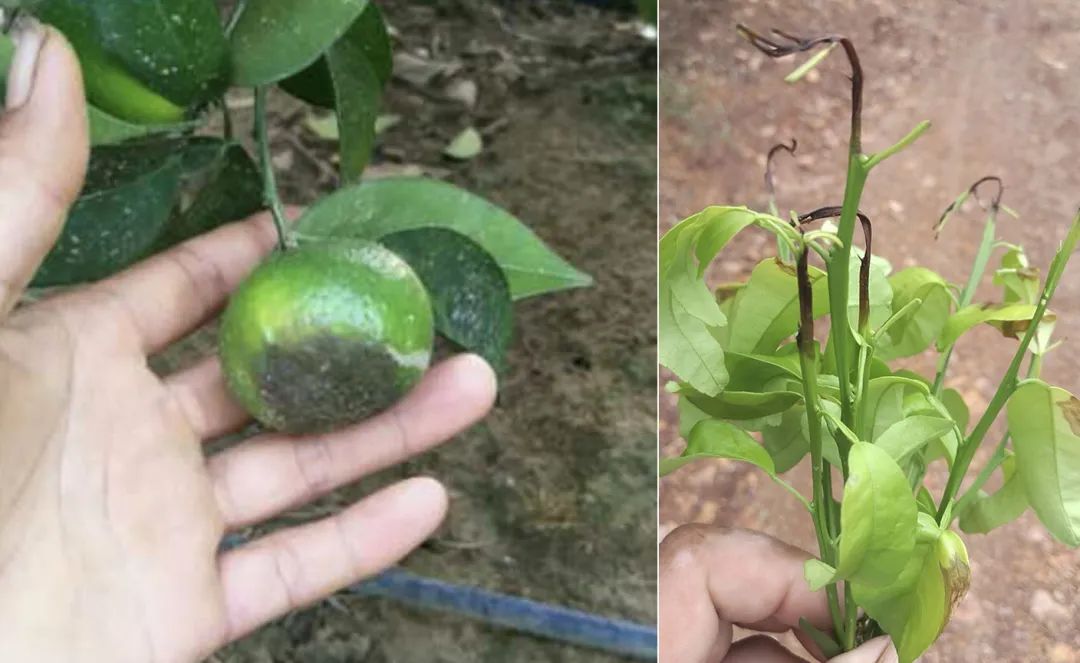 不出梢,果小,疫病来得早?柑橘近期问题解析