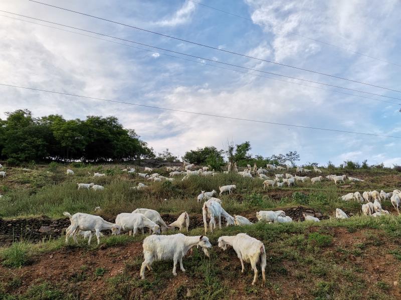 郧西马头羊成为产业扶贫领头羊