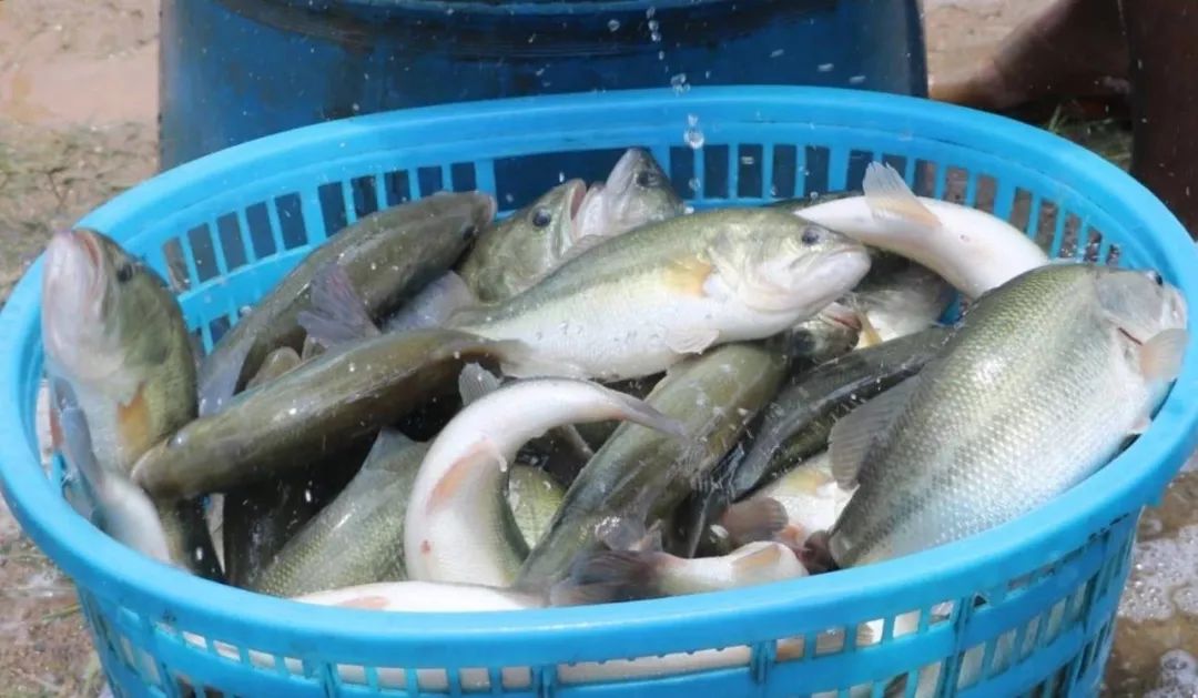 警惕卖鱼丰收季拉网应激死鱼养殖户做好这3点