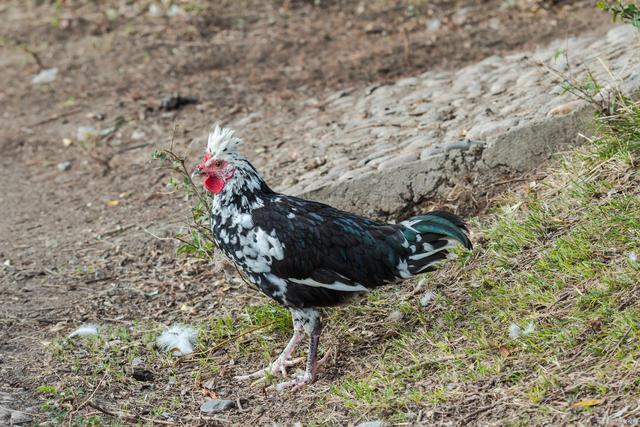 这种鸡由野生驯养而来有禽中极品之称比大多肉鸡都要好吃