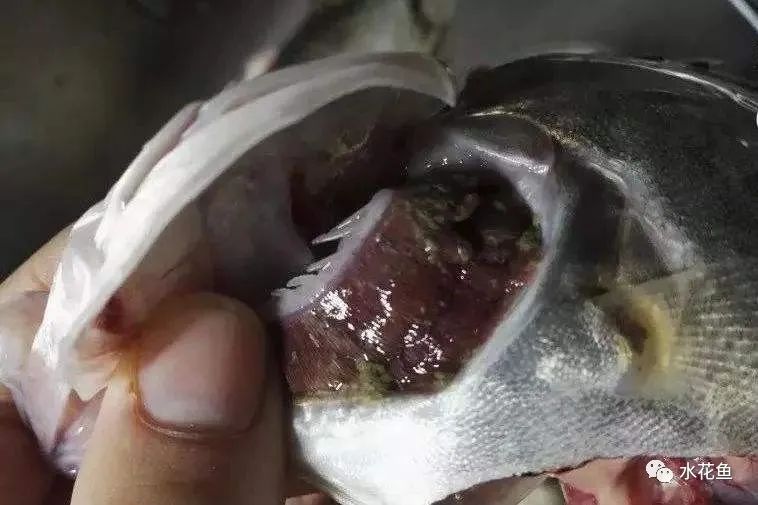 鱼类鰓隐鞭虫,隶属隐鞭虫属,可寄生在多种淡水鱼的鳃及皮肤上.