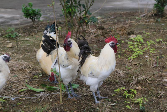 从濒危品种到支柱产业建始景阳鸡的翻身之路