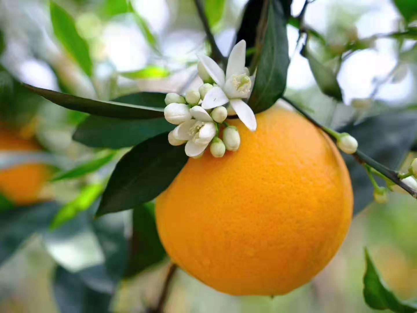 加上近年来宜昌引进爱媛28,南香等近100个优新品种,开展适应性试验