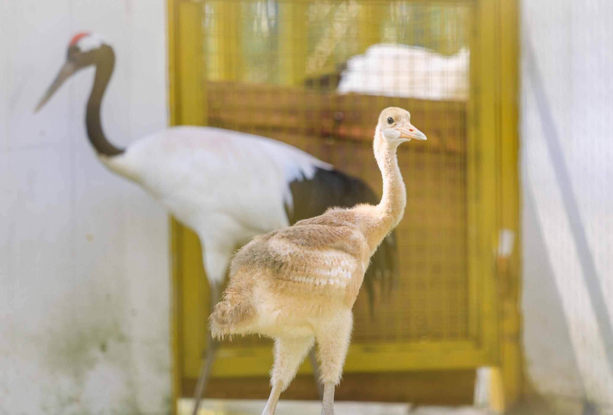 5只丹顶鹤宝宝降生武汉动物园