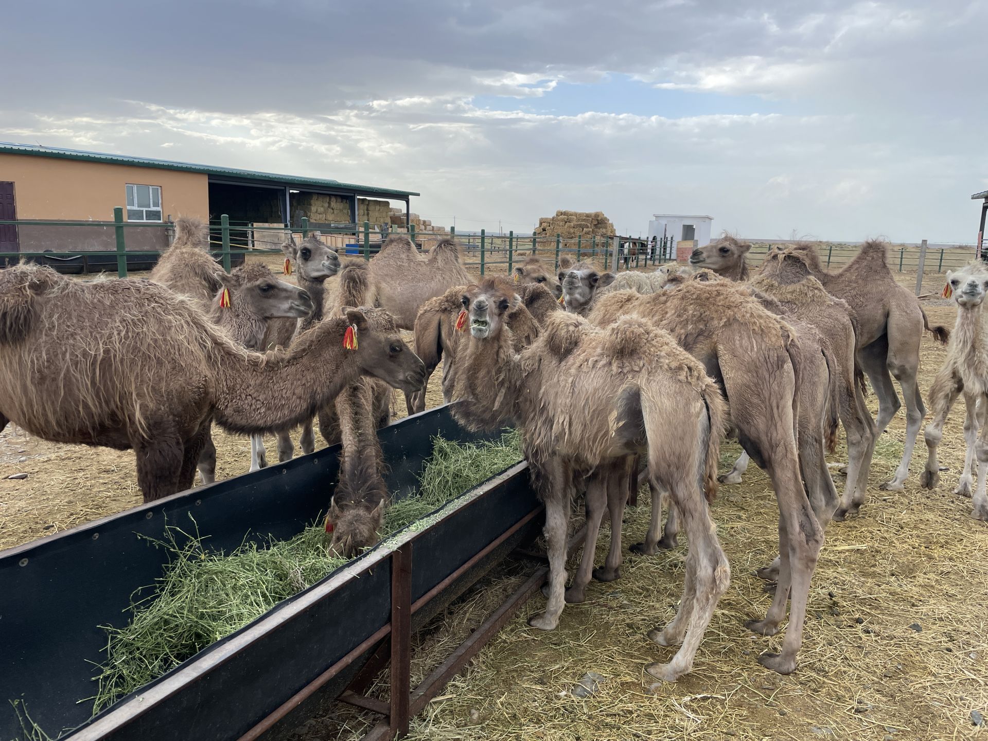 第六届饲养骆驼牧民大会召开 现场发放奖金千万元!