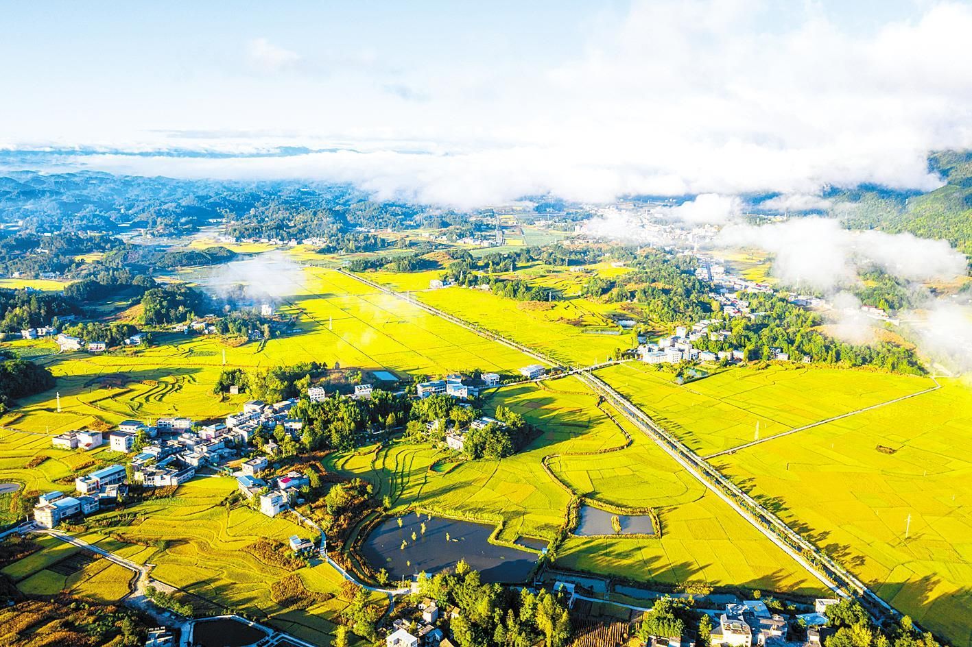 利川南坪万亩稻田尽披黄金甲