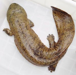 俗名:娃娃鱼,孩儿鱼,脚鱼,啼鱼,腊狗.