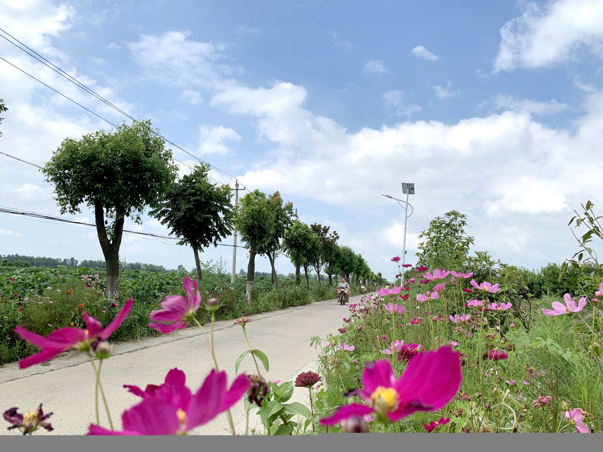 来天门市彭市镇吧把拥挤的日子清空我们去看花摇风