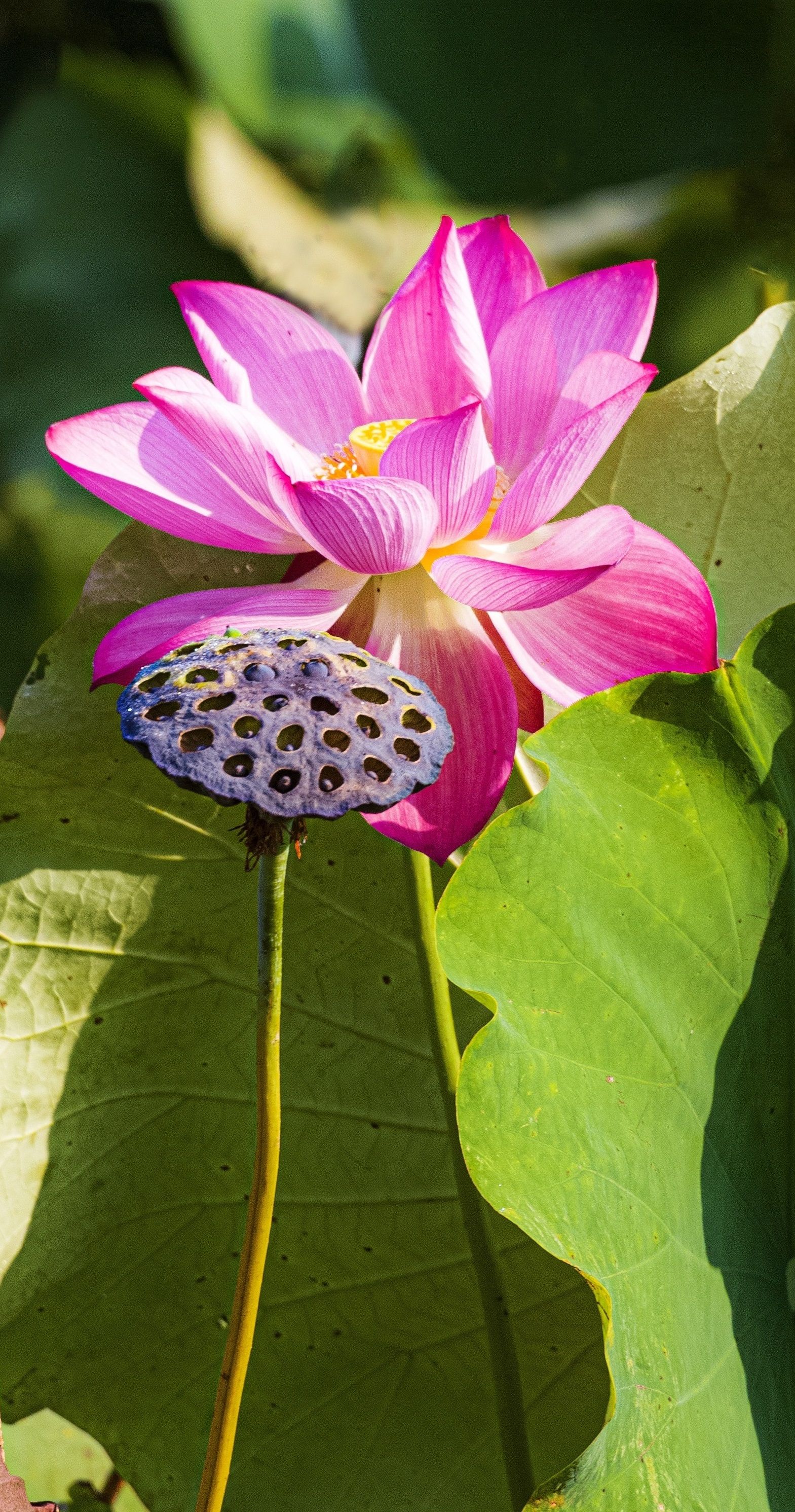 摄影秋荷刘绪宪东风退休职工