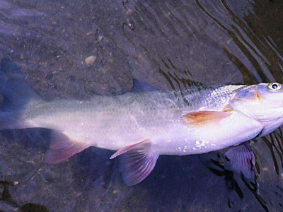 千万别买这种鱼!严重可致恶性肿瘤!央视已曝光