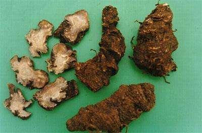 长年在人迹罕至毒蛇出没的深山溪谷中放牛,顺便采挖野生重楼补贴家用