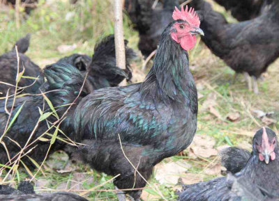 荆门首个"国宝级"畜禽品种 黑羽绿壳蛋鸡被纳入国家级畜禽遗传资源