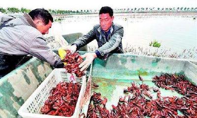 【小丽侃三农】《湖北农业高质量发展调查》系列报道之​上篇《从“吨粮田”向“万元田”转变》