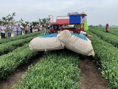 【小丽侃三农】绿色打底，看湖北茶叶如何72变？